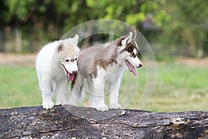Puppy of Siberian husky