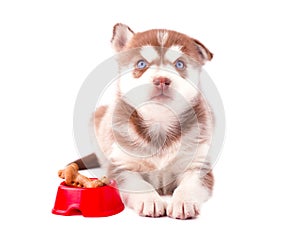 Puppy Siberian Husky with a dog bowl looking up, isolated on white