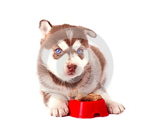 Puppy Siberian Husky with a dog bowl looking up, isolated on white
