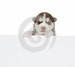 Puppy Siberian husky isolated