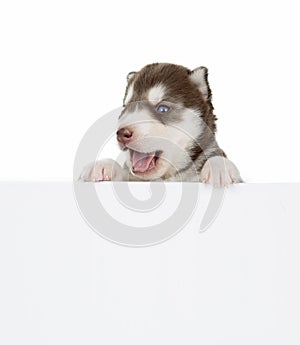 Puppy Siberian husky isolated