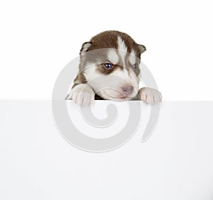 Puppy Siberian husky isolated