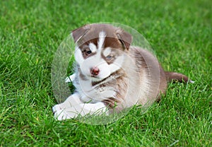 Puppy Siberian husky is lying on green grass
