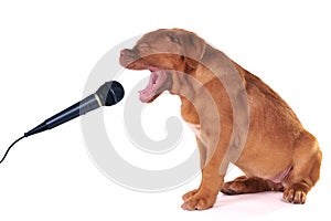 Puppy Singing