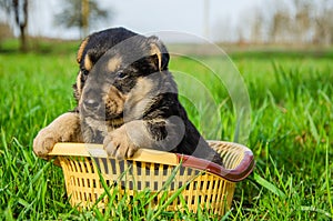 the puppy sits in a basket on the grass. summer sunny day. summer. dog in summer. dog