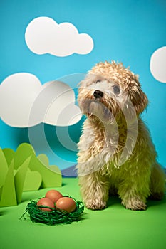 puppy sits next to Easter eggs on green paper decoration