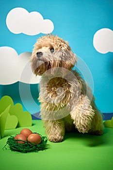 puppy sits next to Easter eggs on green paper decoration
