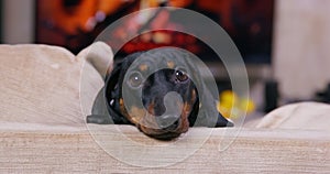 Puppy sits on sofa against fireplace with burning wood