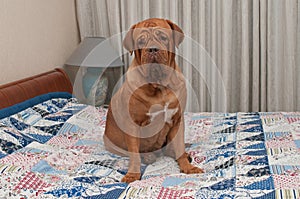 Puppy sitting on the bed with patchwork quilt