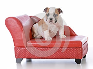 puppy sitting on a dog couch