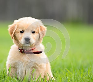 Puppy Sitting In the grass