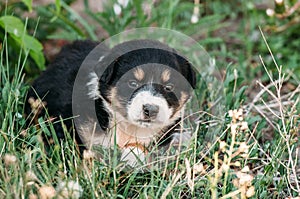 Puppy Sitting in the grass