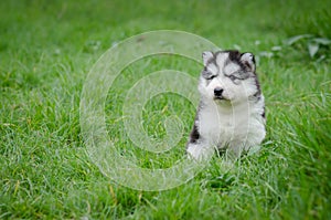 Puppy Sitting In the grass with copyspace