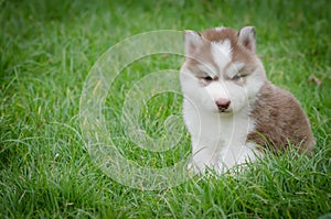 Puppy Sitting In the grass with copyspace