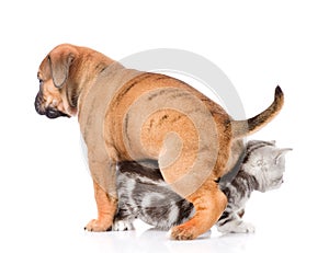 Puppy sitting on a kitten. on white background