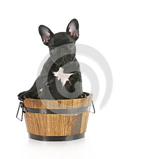 Puppy sitting in wooden bucket