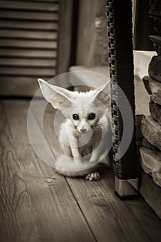 Puppy sitting on wooden floor with wide opened eyes and big ears