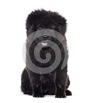 Puppy Six months old black Chow-chow dog facing at the camera, isolated on white