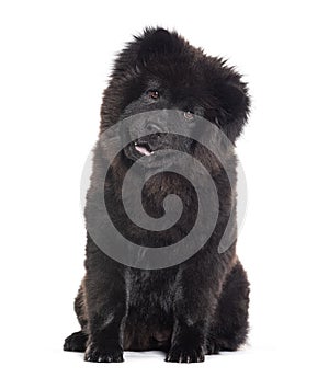 Puppy Six months old black Chow-chow dog facing at the camera, isolated on white