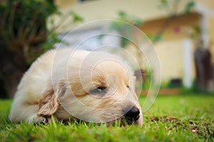 Puppy sleep on the grass.