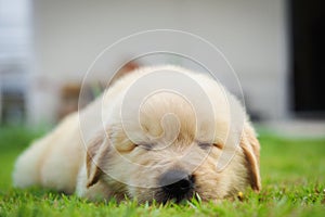 Puppy sleep on the grass.