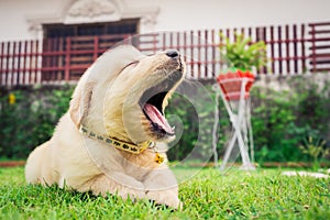 Puppy sleep on the grass.
