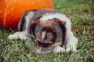 Puppy sleep on the grass with pumpkin