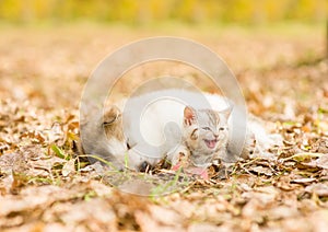 Puppy sleep with tabby kitten on the autumn foliage in the park