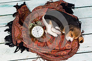 Puppy sleeping with alarm clock