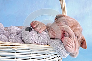 Puppy Sleeping in Basket