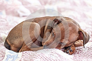 Puppy sleeping on the bed. Dog pinscher.