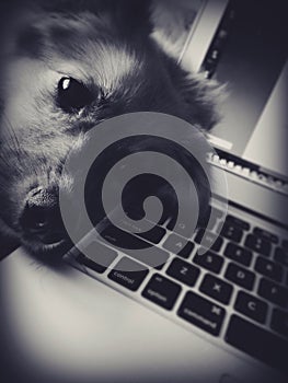 Puppy sleeping on computer