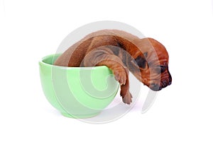 Puppy sleeping in a cup