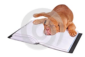 Puppy sleeping on a document folder
