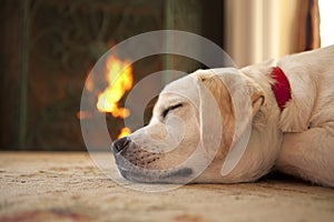 Puppy sleeping in front of a fireplace