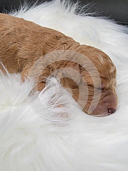 Puppy sleeping girl merle goldendoodle