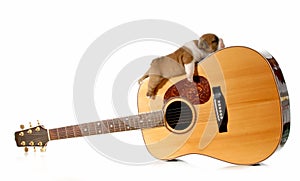 Puppy sleeping on a guitar