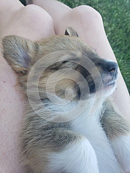 Puppy sleeping on its back on a person's legs