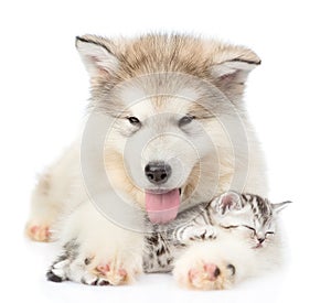 Puppy sleeping kitten hugging. isolated on white background