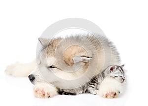 Puppy sleeping with kitten. isolated on white background