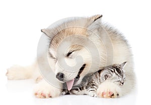 Puppy sleeping with kitten. isolated on white background