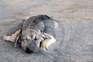 Puppy is sleeping on a pavement on a street.