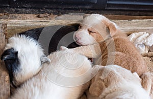 Puppy sleeping with siblings