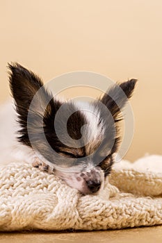 The puppy is sleeping on a softsweater, close-up