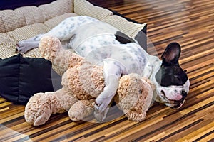 Puppy sleeping with teddy bear