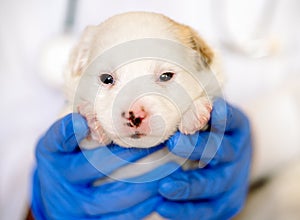 Puppy sleeps on the hand.care for a purebred dog. Day of the mutts July 31. In the hands of a vet doctor in the clinic. pet before