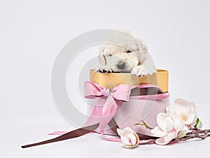 the puppy sleeps in a pink box. Sweet dog, dear. Golden retriever on a white