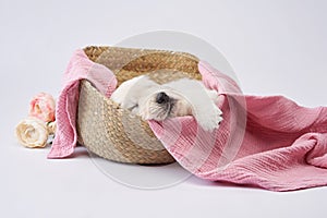 the puppy sleeps in a pink box. Sweet dog, dear. Golden retriever on a white