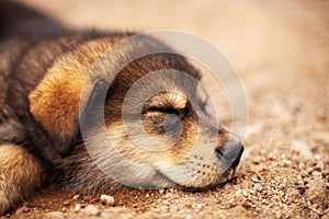 Puppy sleeps on the sand. close-up portrait