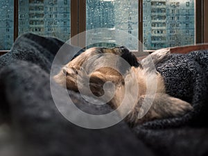 It`s raining behind the glass